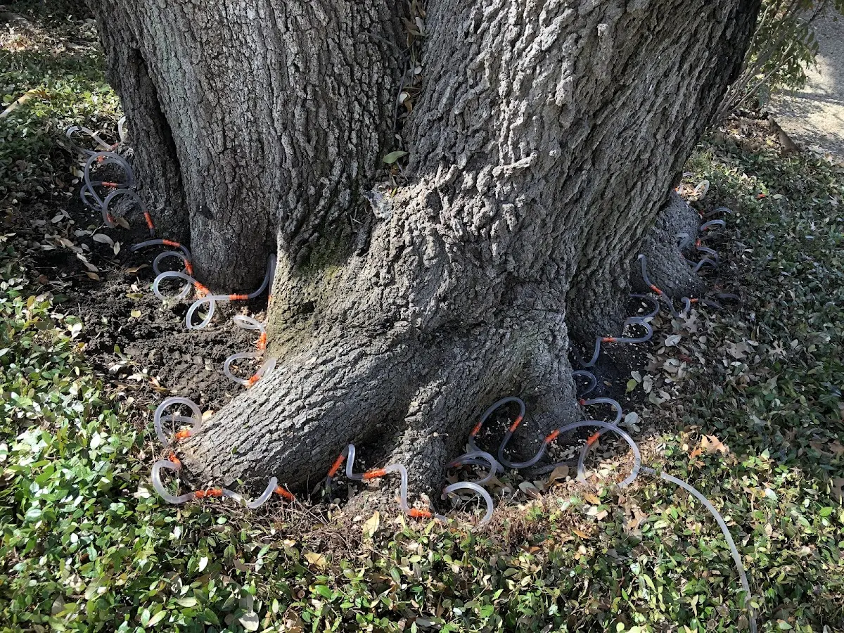 Detailed Tree Cabling and Bracing job site in Lenni