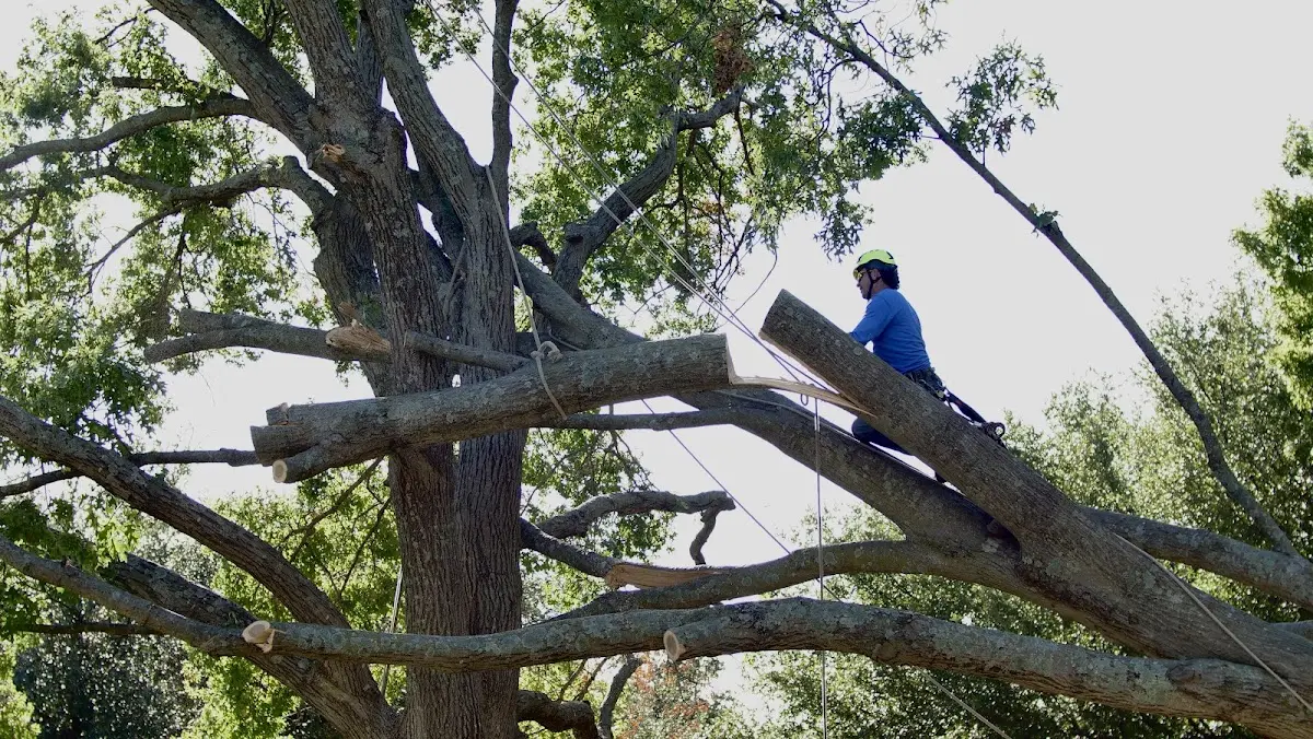 Professional Crown Thinning performed by certified arborists in Lenni