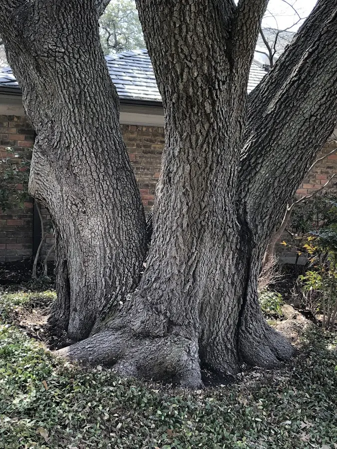 Mature heritage tree close to a Lenni property cared for by certified arborists